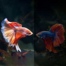 Yaber U12 LCD FullHD 1080p multimedijos projektorius su stereo garsiakalbiais – juodas