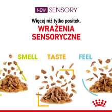 ROYAL CANIN Sensory Smell - wet cat food - 12x85g