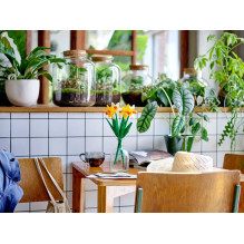 Konstruktorius - LEGO 40747 Daffodils (LEGO, 216 dalių, Botanikos kolekcija)