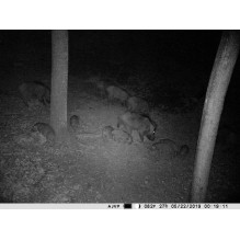 Medžioklės kamera PNI Hunting 400C 12MP su 4G LTE internetu, GPS, vienu metu perduoda vaizdo įrašus ir nuotraukas į tele Medžioklės kamera PNI Hunting 400C 12MP su 4G LTE internetu, GPS, vienu metu perduoda vaizdo įrašus ir nuotraukas į tele