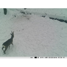 Medžioklės kamera PNI Hunting 350C 12MP su 3G internetu, SMS, nuotraukų siuntimu telefonu, el. paštu, FTP, „Full HD 1080 Medžioklės kamera PNI Hunting 350C 12MP su 3G internetu, SMS, nuotraukų siuntimu telefonu, el. paštu, FTP, „Full HD 1080
