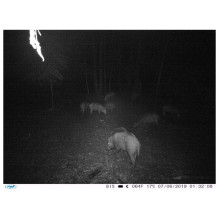 Hunting Camera PNI Hunting 350C 12MP with 3G Internet, SMS, send photo on the move on the phone, email, FTP, full HD 108 Hunting Camera PNI Hunting 350C 12MP with 3G Internet, SMS, send photo on the move on the phone, email, FTP, full HD 108