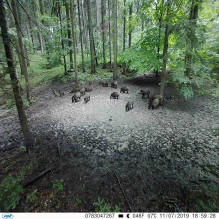 Medžioklės kamera PNI Hunting 350C 12MP su 3G internetu, SMS, nuotraukų siuntimu telefonu, el. paštu, FTP, „Full HD 1080 Medžioklės kamera PNI Hunting 350C 12MP su 3G internetu, SMS, nuotraukų siuntimu telefonu, el. paštu, FTP, „Full HD 1080