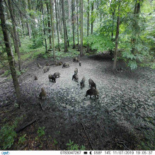 Medžioklės kamera PNI Hunting 350C 12MP su 3G internetu, SMS, nuotraukų siuntimu telefonu, el. paštu, FTP, „Full HD 1080 Medžioklės kamera PNI Hunting 350C 12MP su 3G internetu, SMS, nuotraukų siuntimu telefonu, el. paštu, FTP, „Full HD 1080