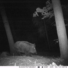 Hunting Camera PNI Hunting 350C 12MP with 3G Internet, SMS, send photo on the move on the phone, email, FTP, full HD 108 Hunting Camera PNI Hunting 350C 12MP with 3G Internet, SMS, send photo on the move on the phone, email, FTP, full HD 108