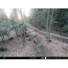 PNI Hunting 400C PRO 24MP medžioklės kamera su 4G LTE internetu, GPS, vienu metu perduoda vaizdo įrašus ir nuotraukas į PNI Hunting 400C PRO 24MP medžioklės kamera su 4G LTE internetu, GPS, vienu metu perduoda vaizdo įrašus ir nuotraukas į