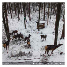PNI Hunting 751 PRO maskuojanti vaizdo stebėjimo kamera, 16MP, 4G LTE, GPS, naktinio matymo funkcija, nematomi šviesos d