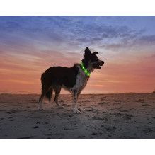Anicoll LED Collar for Dogs and Cats Green