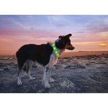 Anicoll LED antkaklis šunims ir katėms žalias