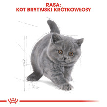 Royal Canin British Shorthair Kitten sausas kačių maistas 2 kg su paukštiena, ryžiais, daržovėmis