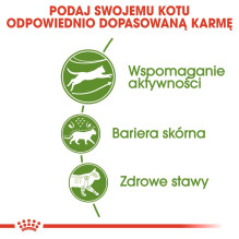 Royal Canin Outdoor sausas kačių ėdalas 2 kg