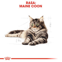 „Royal Canin FBN Maine Coon Adult“ – sausas ėdalas suaugusioms katėms – 4 kg