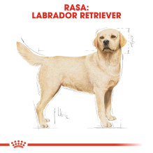 ROYAL CANIN Labrador Adult - sausas šunų ėdalas - 12 kg ROYAL CANIN Labrador Adult - sausas šunų ėdalas - 12 kg
