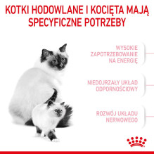 Royal Canin Mother Babycat sausas kačių maistas suaugusioms paukštienos veislėms, 4 kg