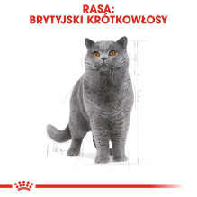 Royal Canin British Shorthair suaugusių kačių sausas maistas 4 kg