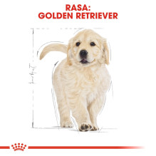 ROYAL CANIN auksaspalvių retriverių šuniukų sausas šunų maistas – 12 kg