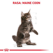 ROYAL CANIN Maine Coon kačiukams – sausas kačių ėdalas – 4 kg
