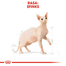 Royal Canin Sphynx dry cat food 2 kg