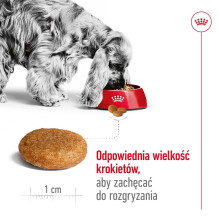 ROYAL CANIN SHN Medium Adult - sausas šunų ėdalas - 15 kg