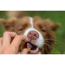 GELOREN Mažų šunų sąnariai - šunų vitaminai - 180 g GELOREN Mažų šunų sąnariai - šunų vitaminai - 180 g
