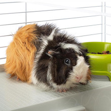 FERPLAST Casita 80 - cage for guinea pig and rabbit