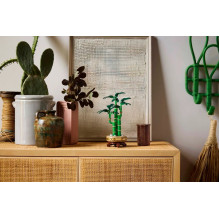 LEGO ICONS 10344 Botanikos kolekcija – Laimingas bambukas