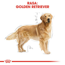 Sausas Šunų Maistas - Royal Canin Auksaspalvis Retriveris 12 Kg