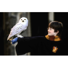 Kolekcinė Atvirukų Rinkinys - Harry Potter 100 Unikalių Atvirukų Tvirta Dėžutė