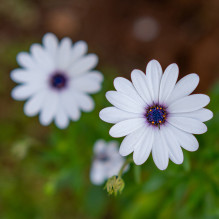 Lens - Meike 50mm f/1.8 AF STM Lens Sony E Mount 0.63m 382g