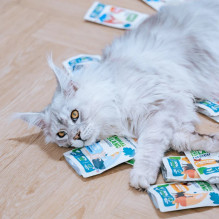 Pet food - ANIMAL ISLAND Turkey White fish fillet in broth 80x85g