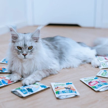 Animal food - ANIMAL ISLAND Turkey in juice wet cat food 40x85g grain-free