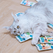 Animal food - ANIMAL ISLAND Chicken in broth wet cat food 40x85g