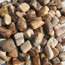 Ancient Wisdom Petrified Wood (24 Pieces, Size M)