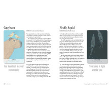 Cico Books Unusual Animal Messages Oracle kortos