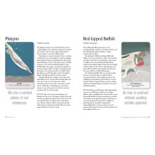 Cico Books Unusual Animal Messages Oracle Cards