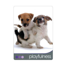 Blue Angel Inspirational Cards Dog Wisdom