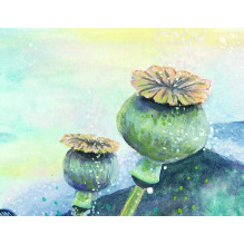 Rockpool Indigo Sage Affirmation Cards
