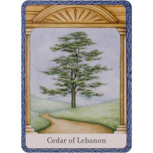 Orakulo Kortos The Wisdom Of Trees Watkins Publishing