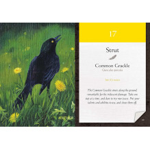 Meditation Cards Bird Vibes Beyond Words