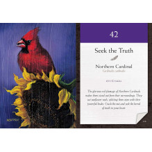 Meditation Cards Bird Vibes Beyond Words