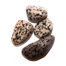 Ancient Wisdom Dalmatian...