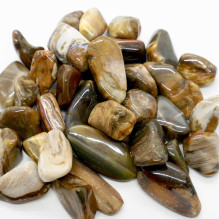 Ancient Wisdom Petrified Wood (24 pcs. L size)
