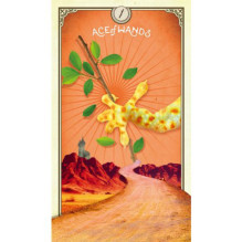 Taro Kortos Hay House The Tarot Of Curious Creatures