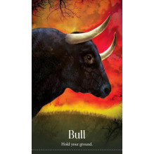 Blue Angel Wild Dreams Animal Oracle Kortos