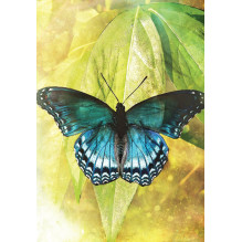 Blue Angel Butterfly Transformations Cards