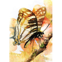Blue Angel Butterfly Transformations Kortos
