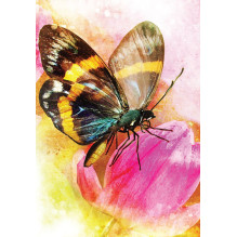 Blue Angel Butterfly Transformations Cards