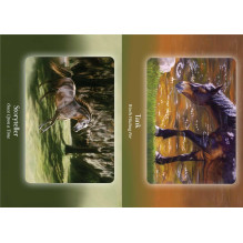 Oracle Card Deck - Bear and Company Horse Council 40 Card Guide Oracle Card Deck - Bear and Company Horse Council 40 Card Guide