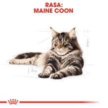 ROYAL CANIN FBN Meino meškėnų kačių šlapias ėdalas - pakeliai 12 x 85 g
