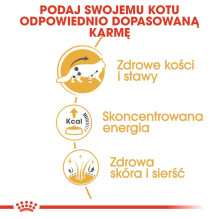 ROYAL CANIN FBN Meino meškėnų kačių šlapias ėdalas - pakeliai 12 x 85 g
